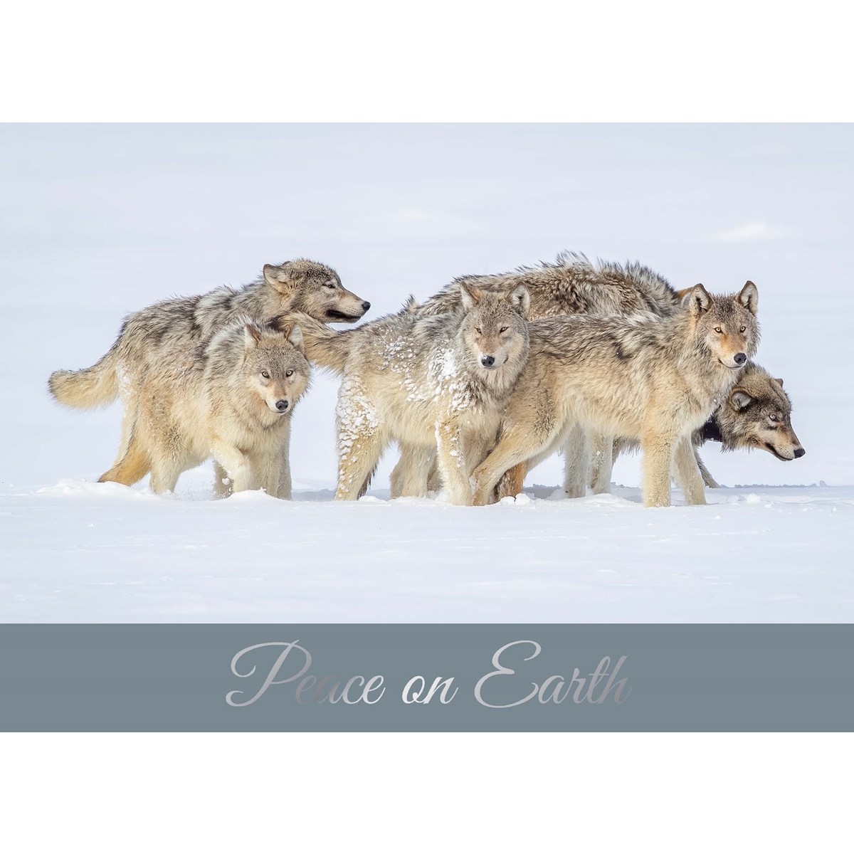 Wolf Pack Holiday Cards