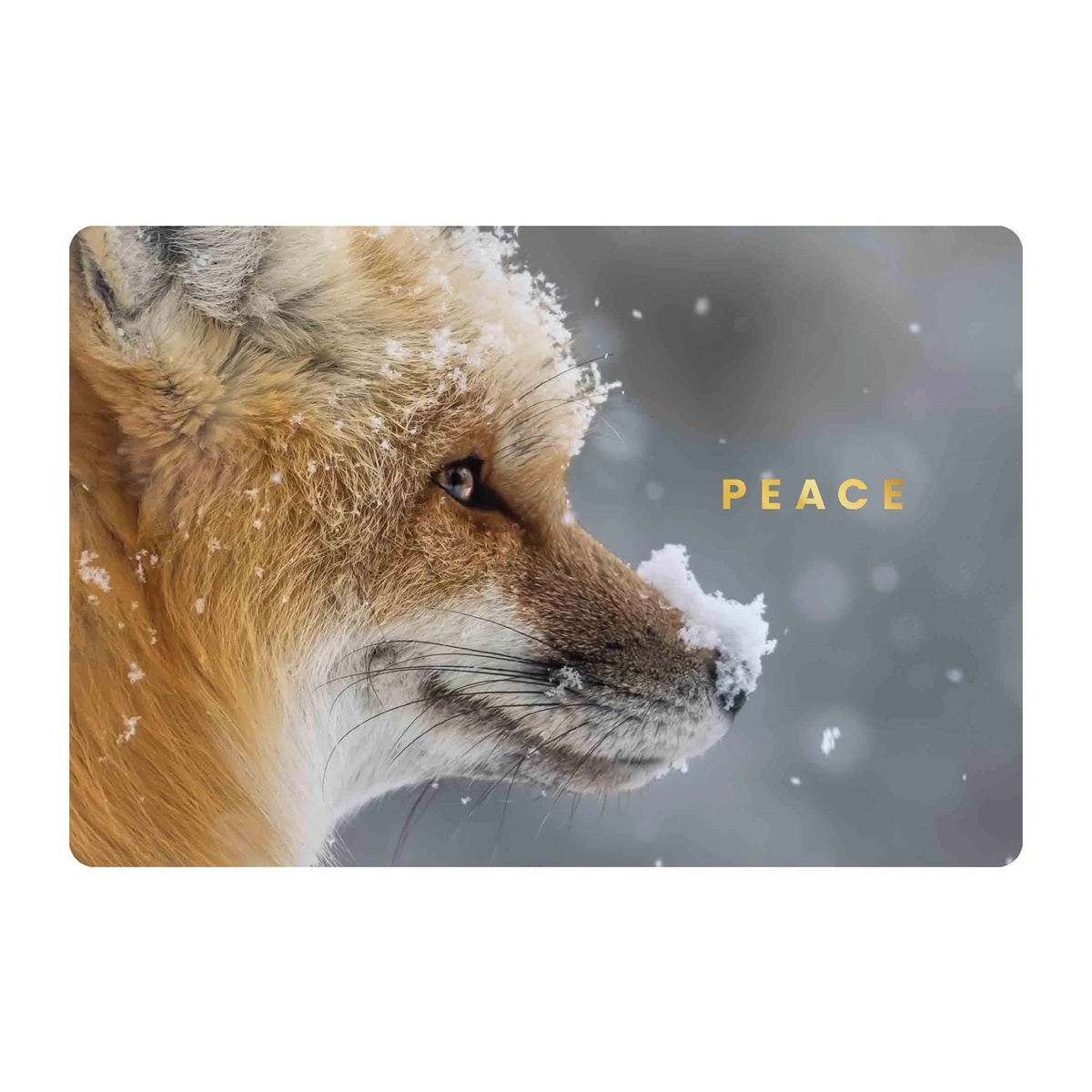 Red Fox in the Snow Cards