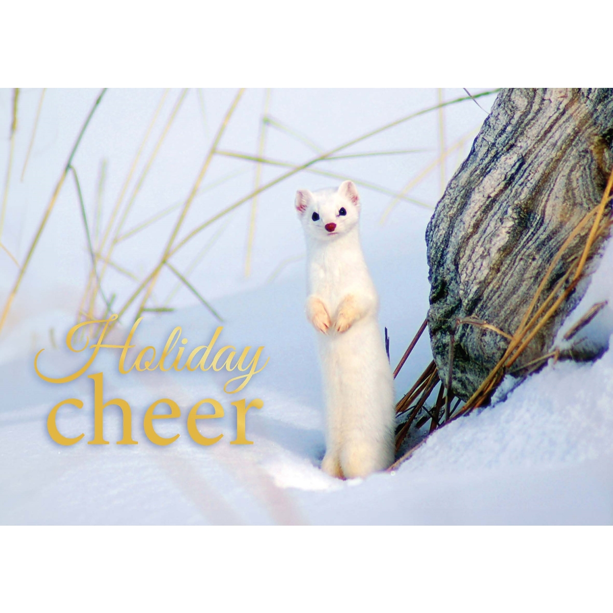 Ermine Holiday Cards