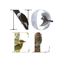 Noel Birds Cards