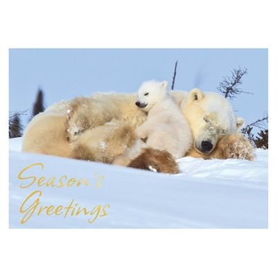 Winter Nap Holiday Cards