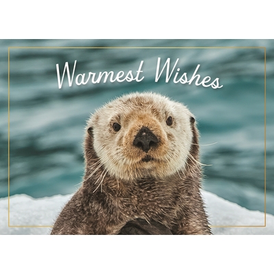 Sea Otter on Ice Holiday Cards