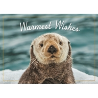 Sea Otter on Ice Cards - NWF11158