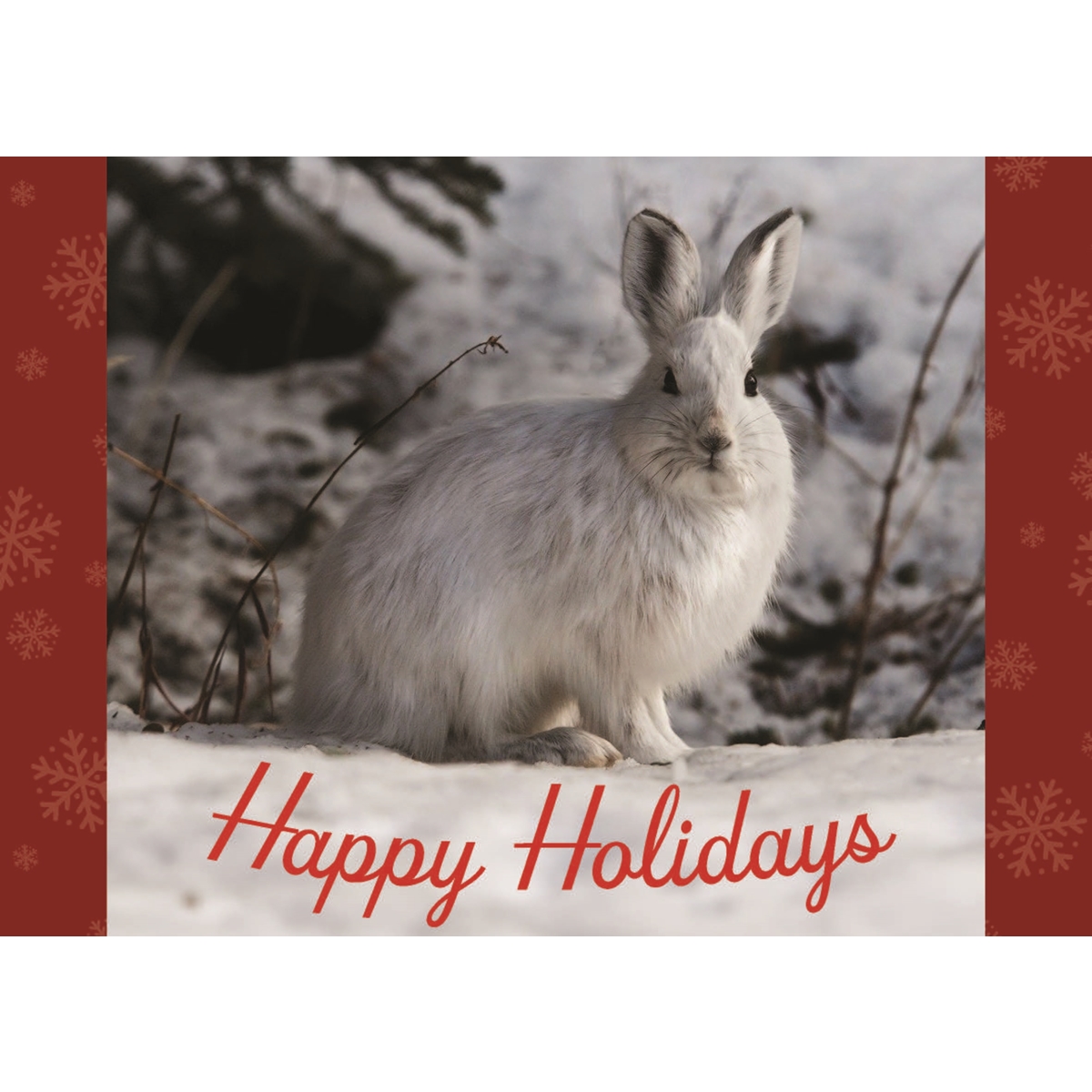 A Bunny Winter Indeed Holiday Cards