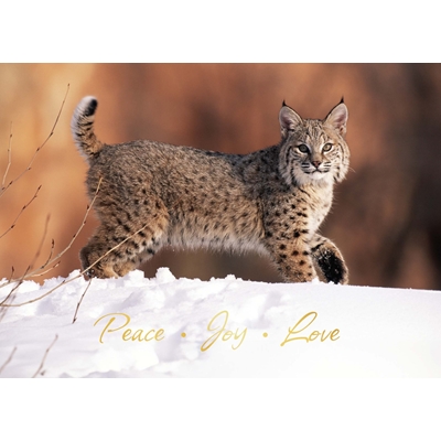 Bobcat in the Snow Cards