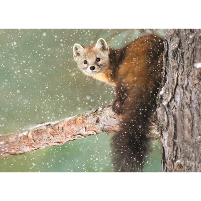 Cute Pine Marten Holiday Cards