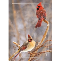 Cardinal Perching on Branch Cards