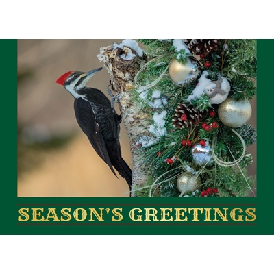 Pileated Woodpecker Holiday Cards