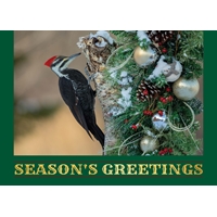 Pileated Woodpecker Cards - NWF11170