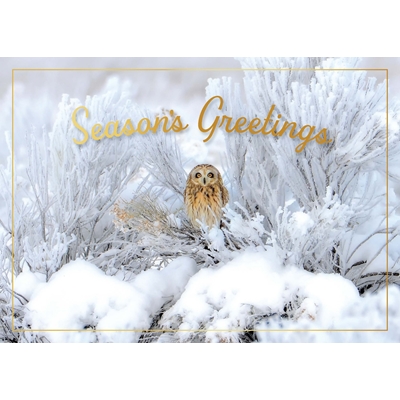 Short-Eared Owl in Snow Cards