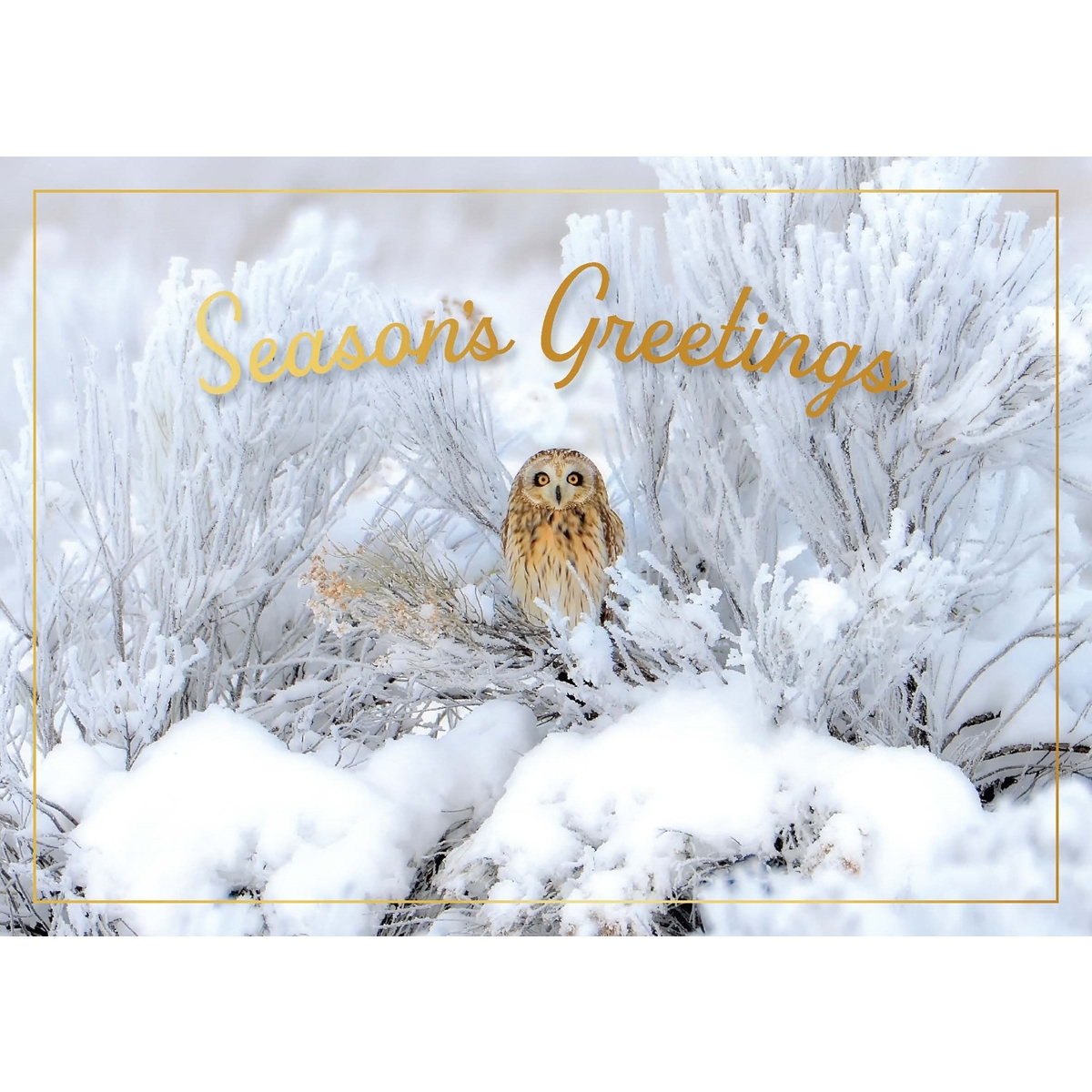 Short-Eared Owl in Snow Cards