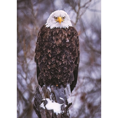 Bald Eagle Holiday Cards