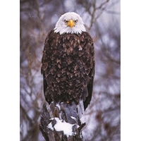 Bald Eagle Holiday Cards - NWF11172