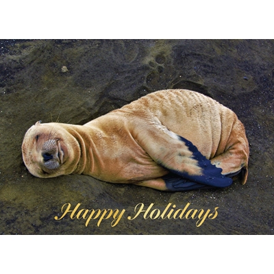 Napping Baby Seal Holiday Cards