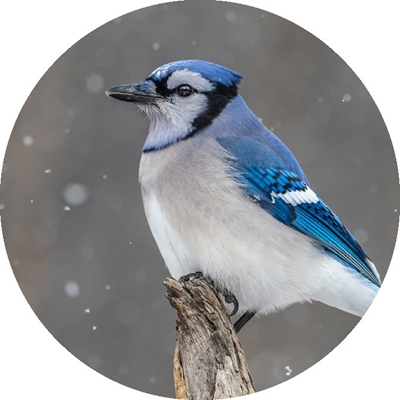 Blue Jay in the Snow Seals