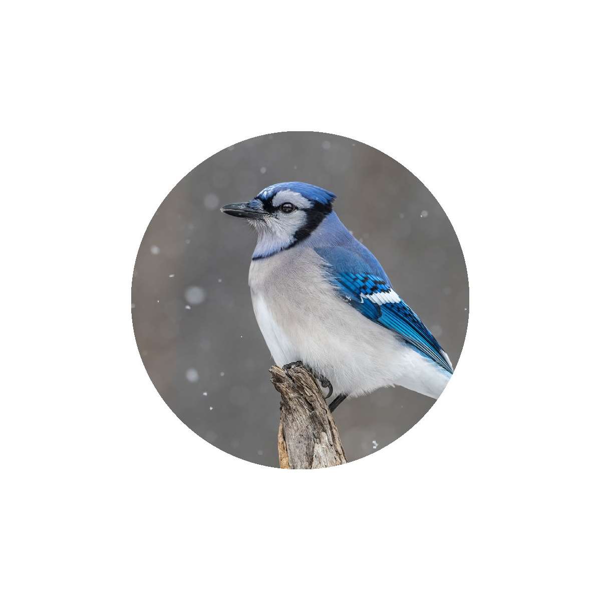 Blue Jay in the Snow Seals