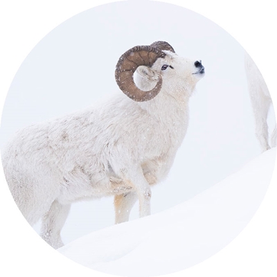 Dall Sheep Seals