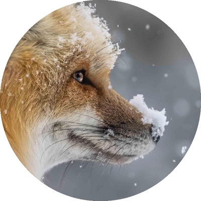 Red Fox in the Snow Seals