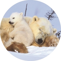 Winter Nap Seals - NWF11157S