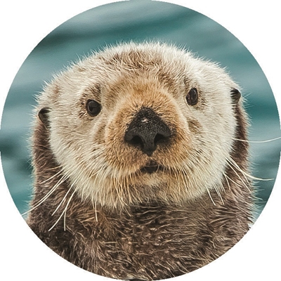 Sea Otter on Ice Seals