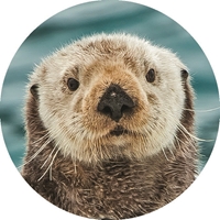 Sea Otter on Ice Seals - NWF11158S