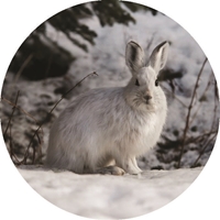 A Bunny Winter Indeed Seals - NWF11159S