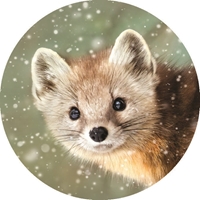 Cute Pine Marten Seals - NWF11165S