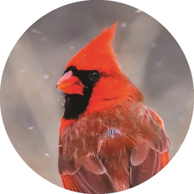 Cardinal Perching on Branch Seals