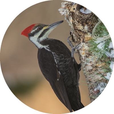 Pileated Woodpecker Seals