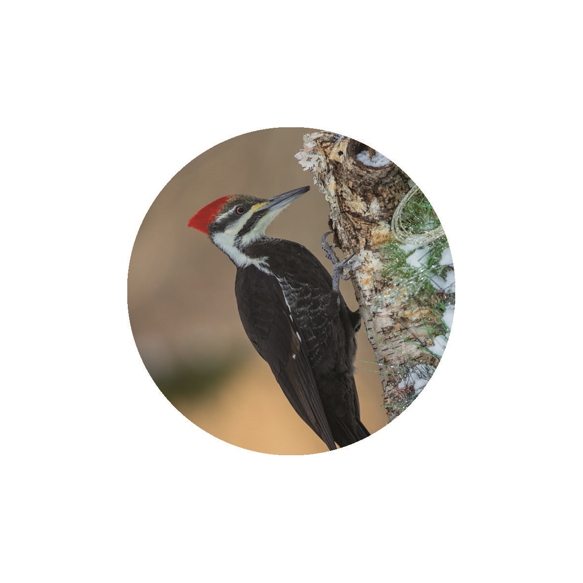 Pileated Woodpecker Seals