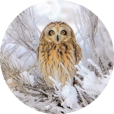 Short-Eared Owl in Snow Seals