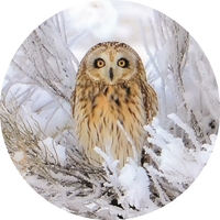 Short-Eared Owl in Snow Seals - NWF11171S