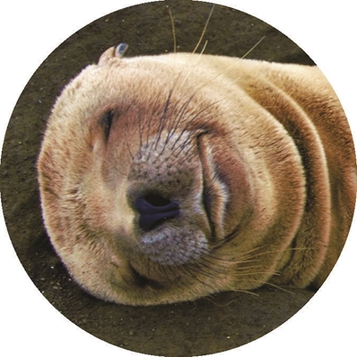 Napping Baby Seal Seals