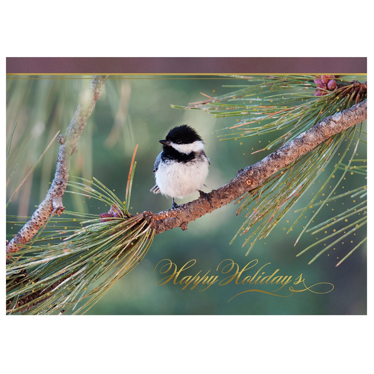 Young Chickadee Holiday Cards