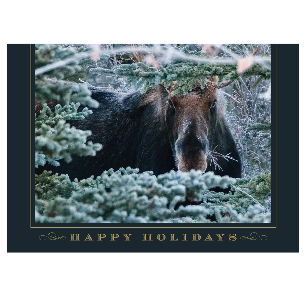 Hello There Mr. Moose Trees for Wildlife™ Card