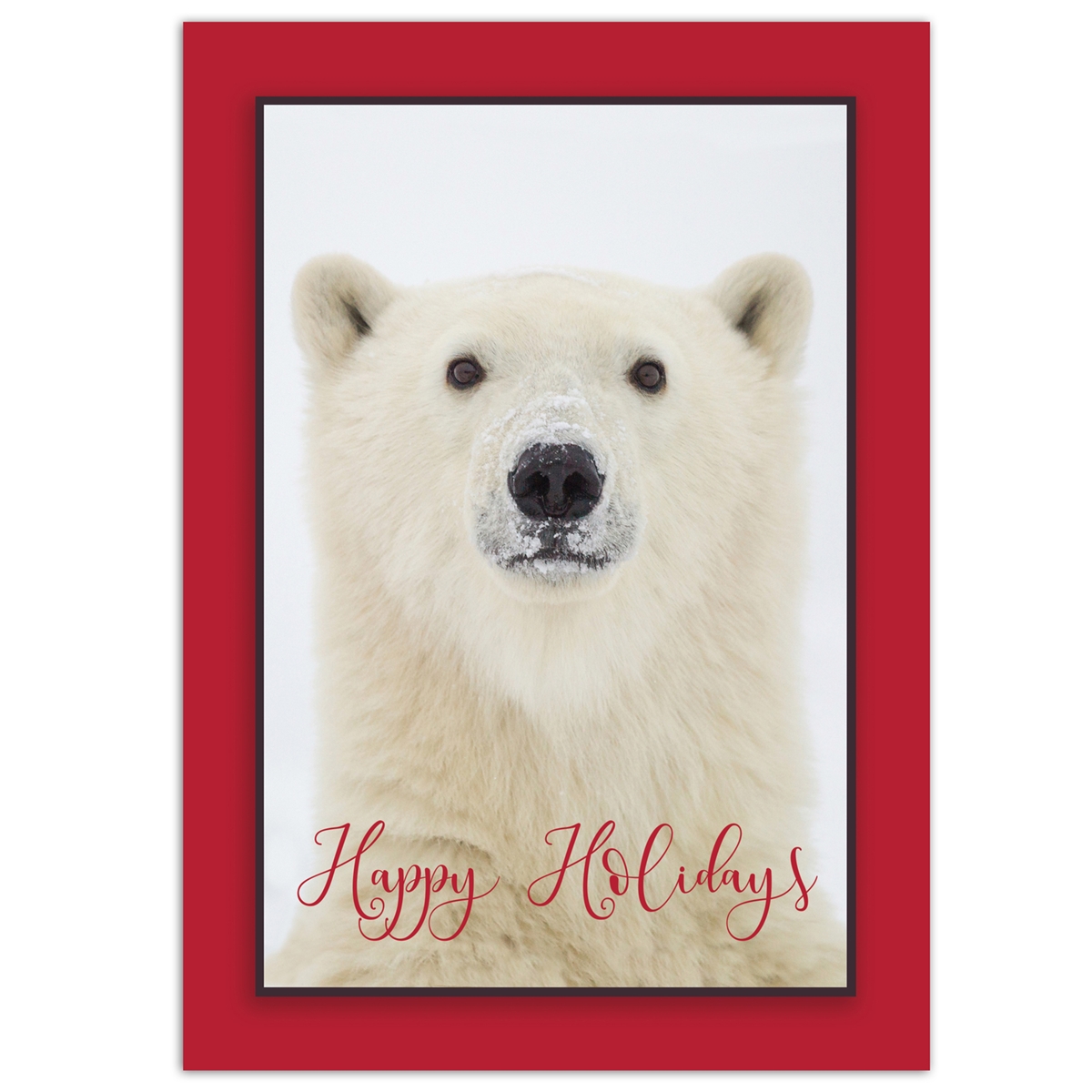 Yearling Polar Bear Card