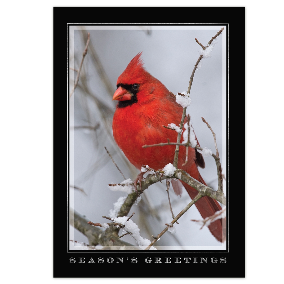Scarlet Greetings Card