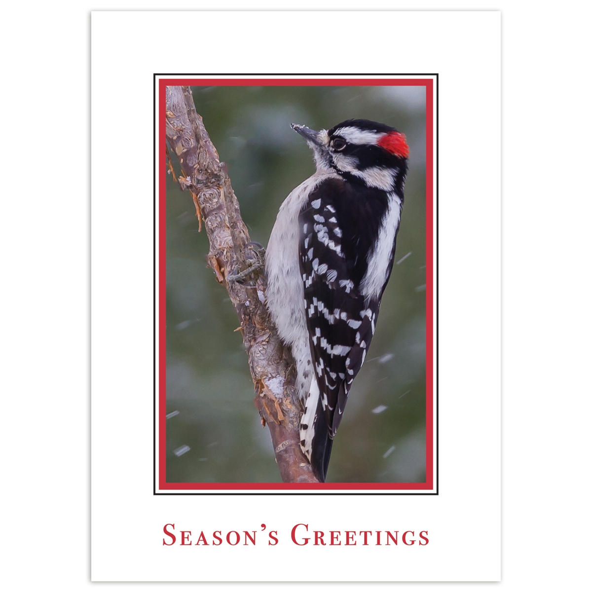 Downy Woodpecker in Snow Card