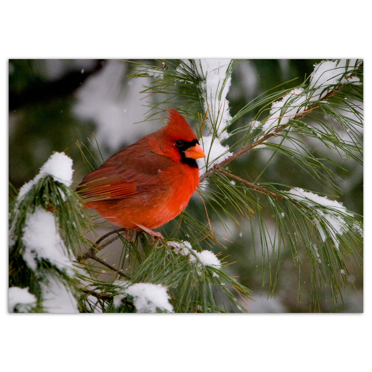 Cardinal in Pine Tree Card
