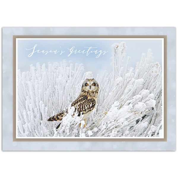 Alternate view: of Owl in Frost