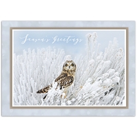 Owl in Frost - NWF10510