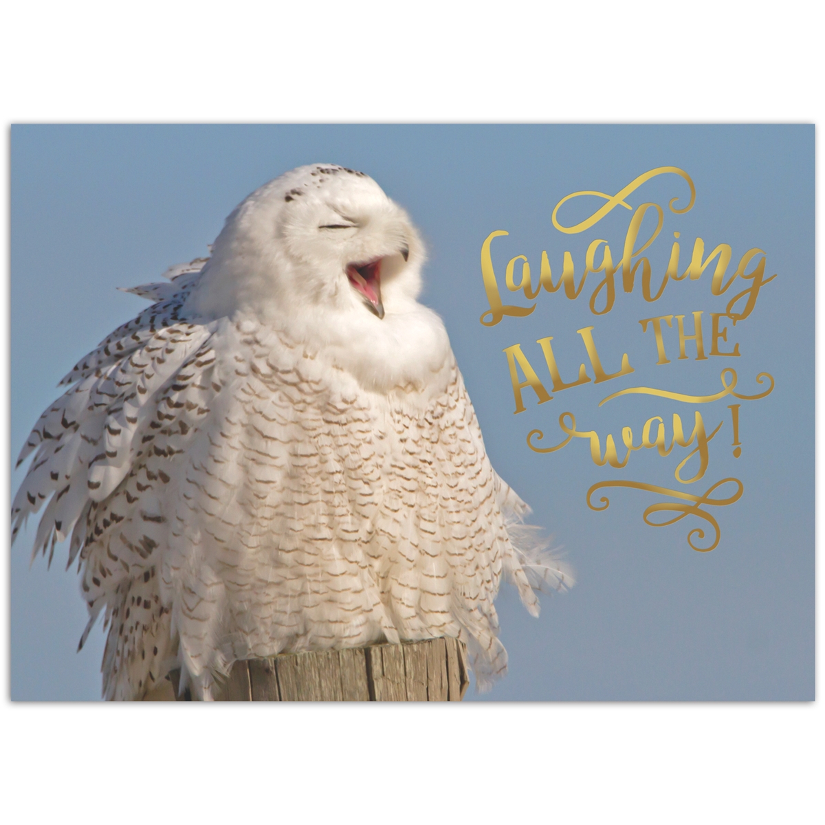 Snowy Owl Wonderland Card