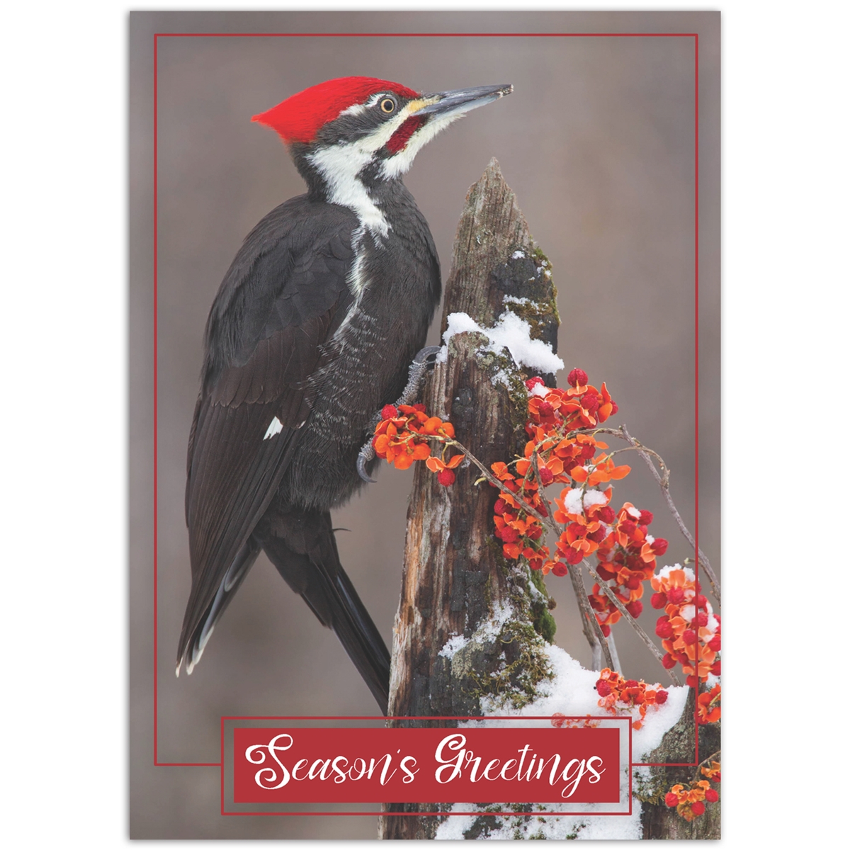 Pileated Woodpecker Card