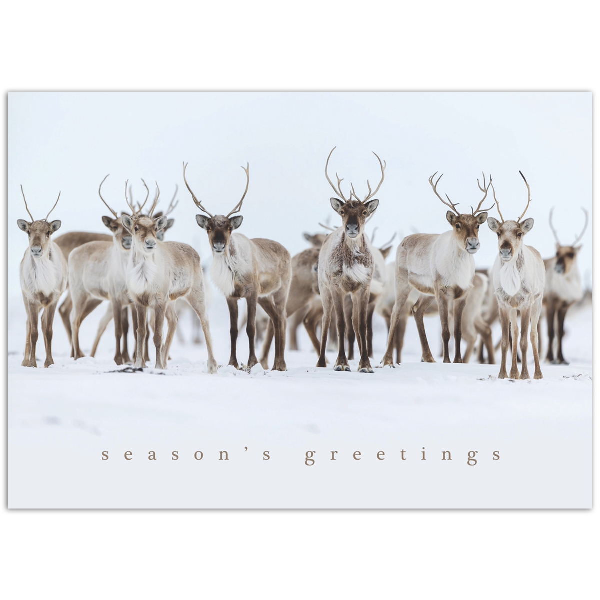 Caribou Curiosity Holiday Cards