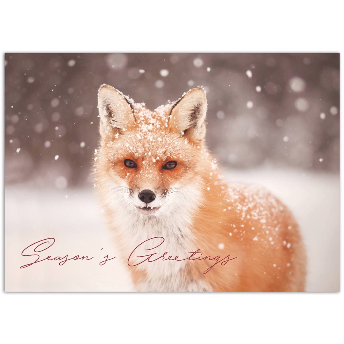 Red Fox in Falling Snow Card