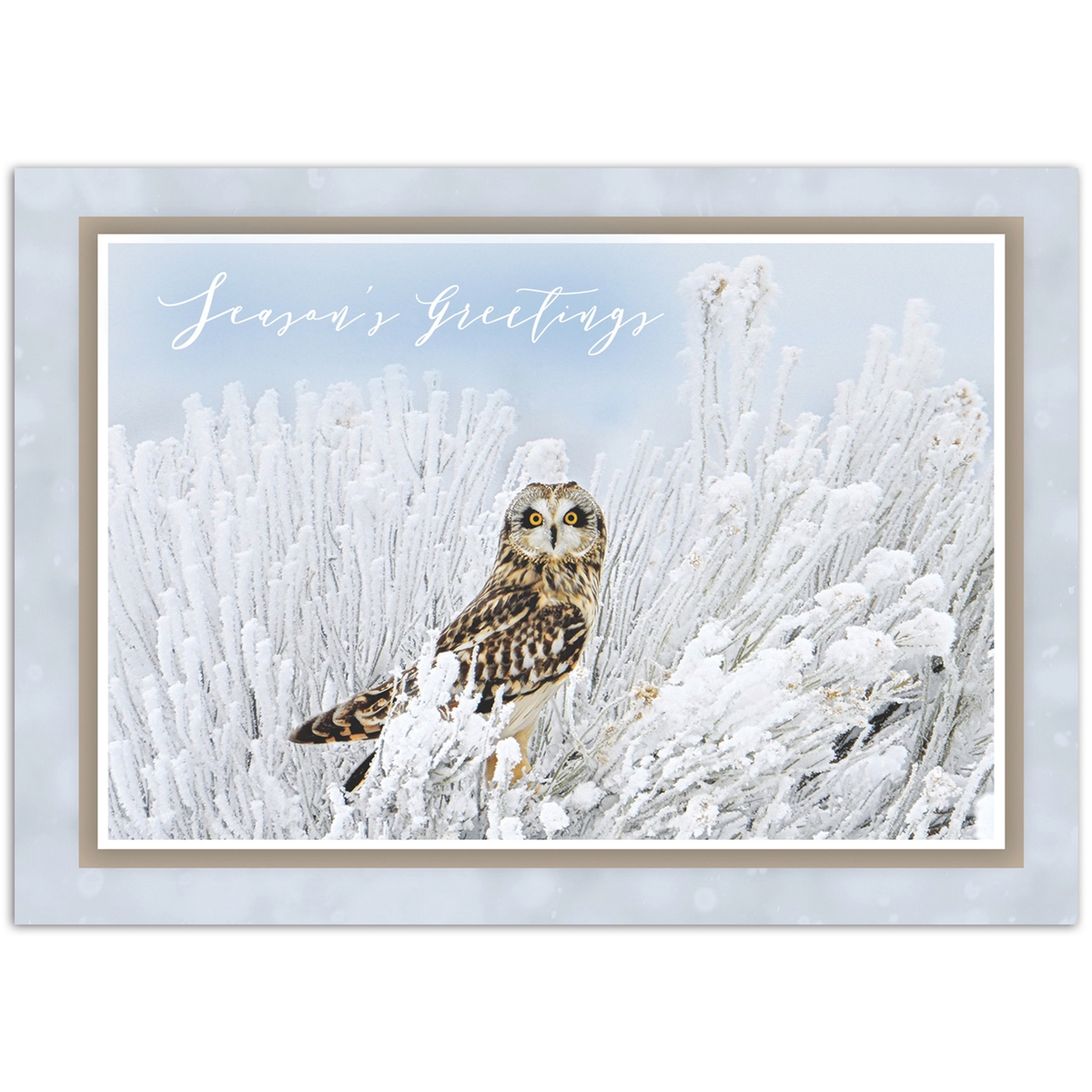 Short-Eared Owl Holiday Cards