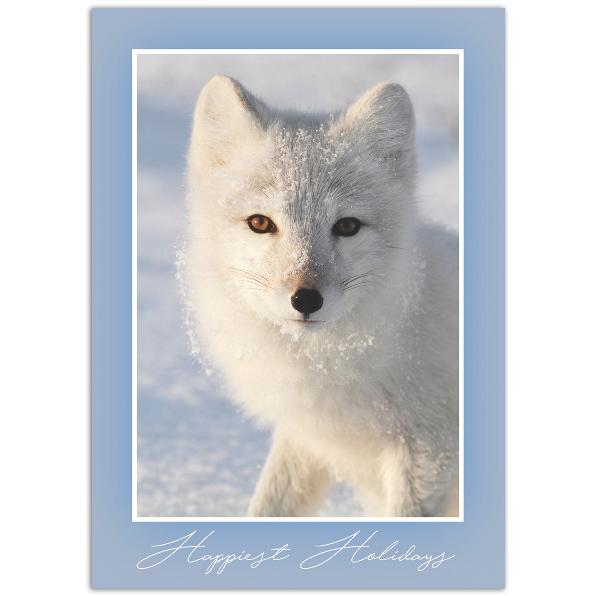 Arctic Fox Stare Card