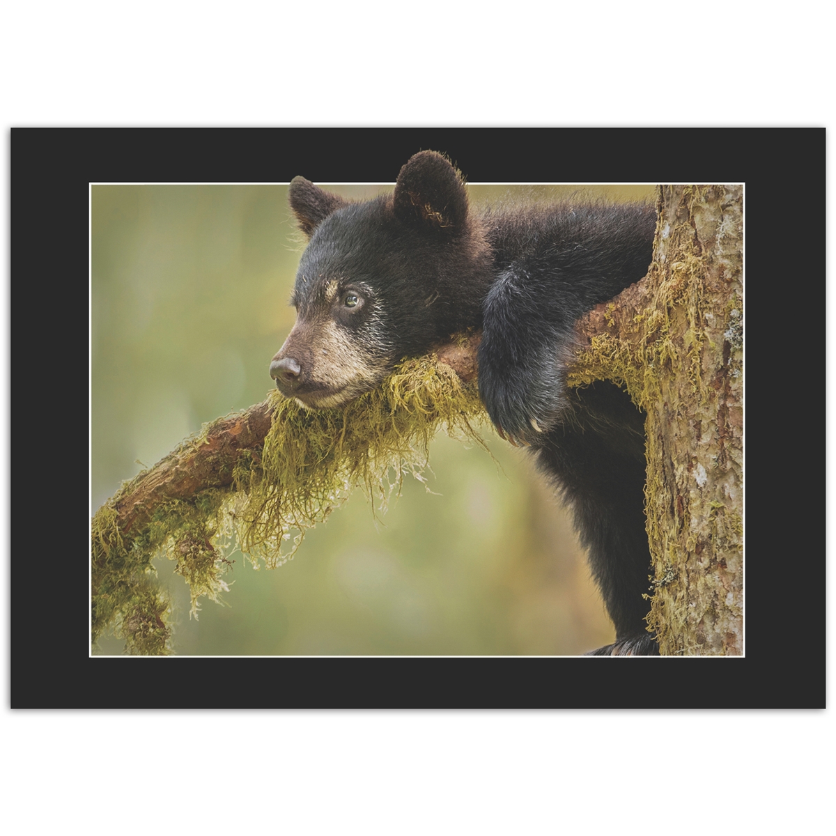 Black Bear Cub Trees for Wildlife Card