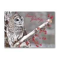 Roosting Barred Owl Holiday Cards