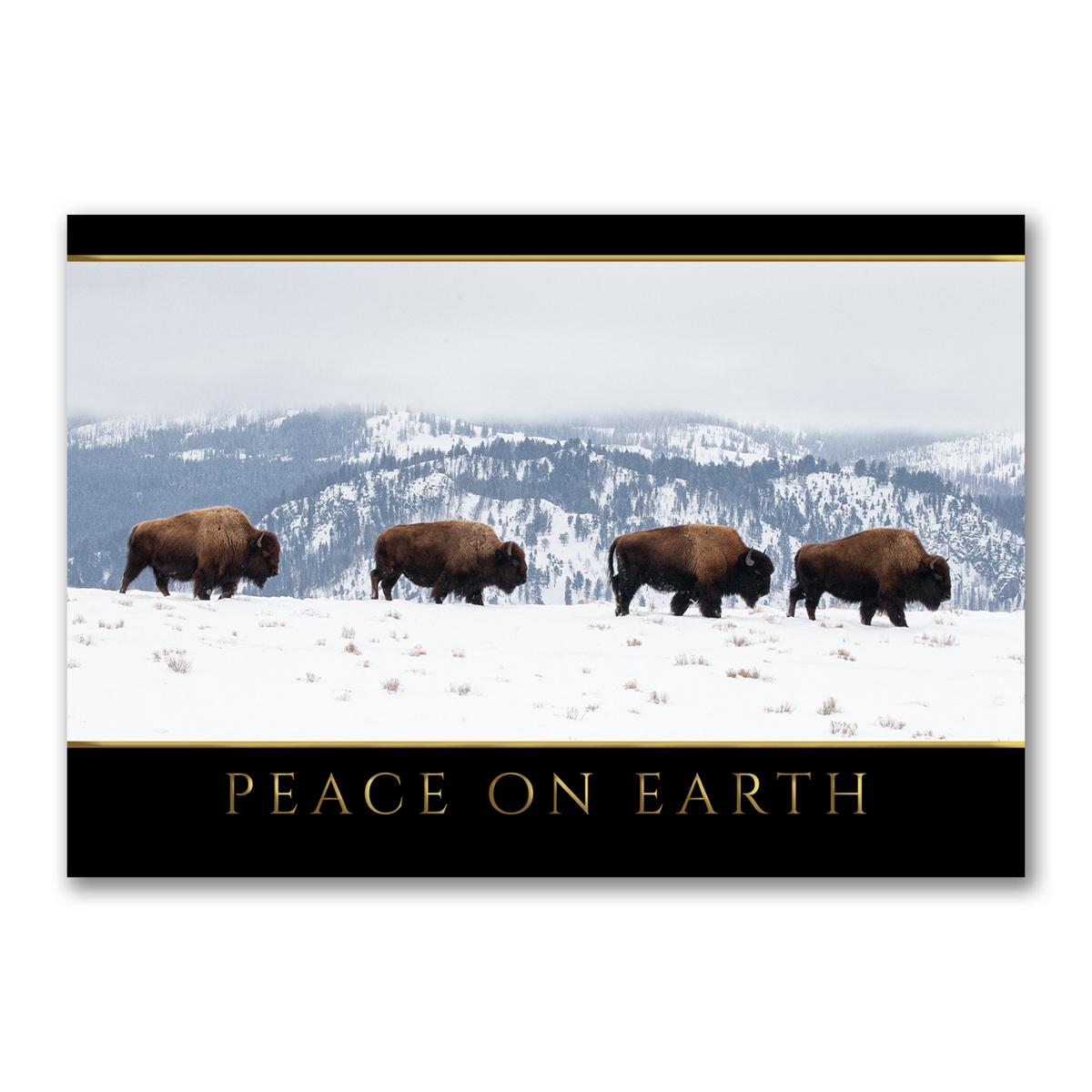 Bison in the Snow Holiday Cards